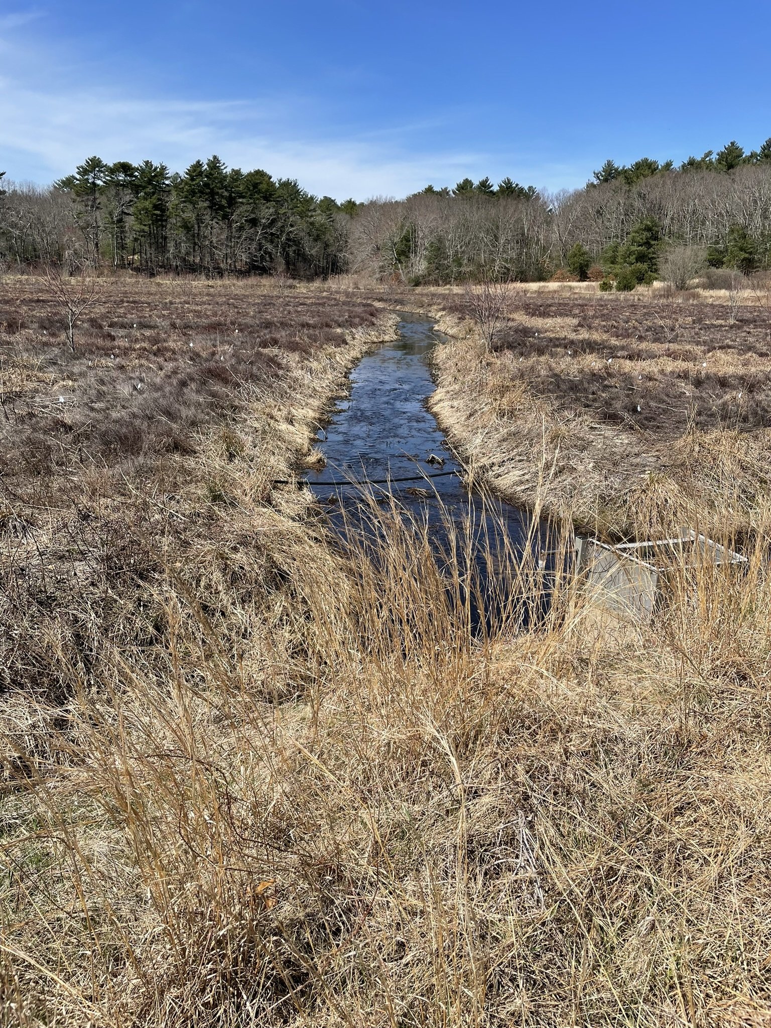 Alton J. Smith Reserve Smitty's Bog
