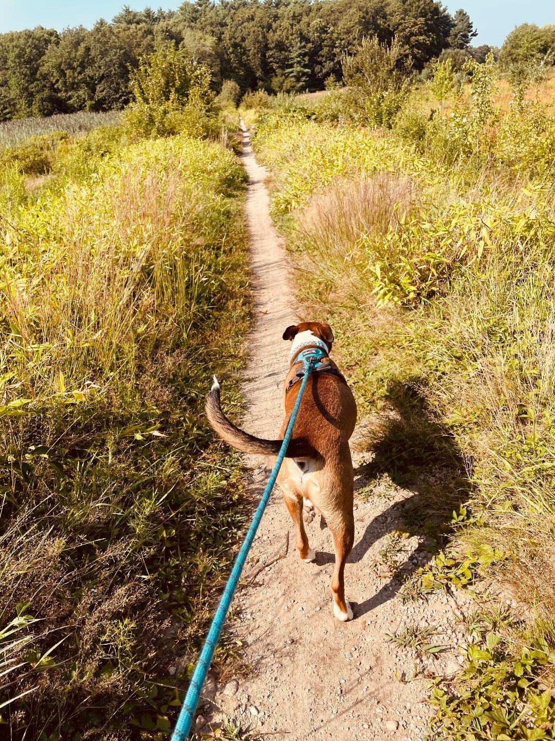 Dog on trail