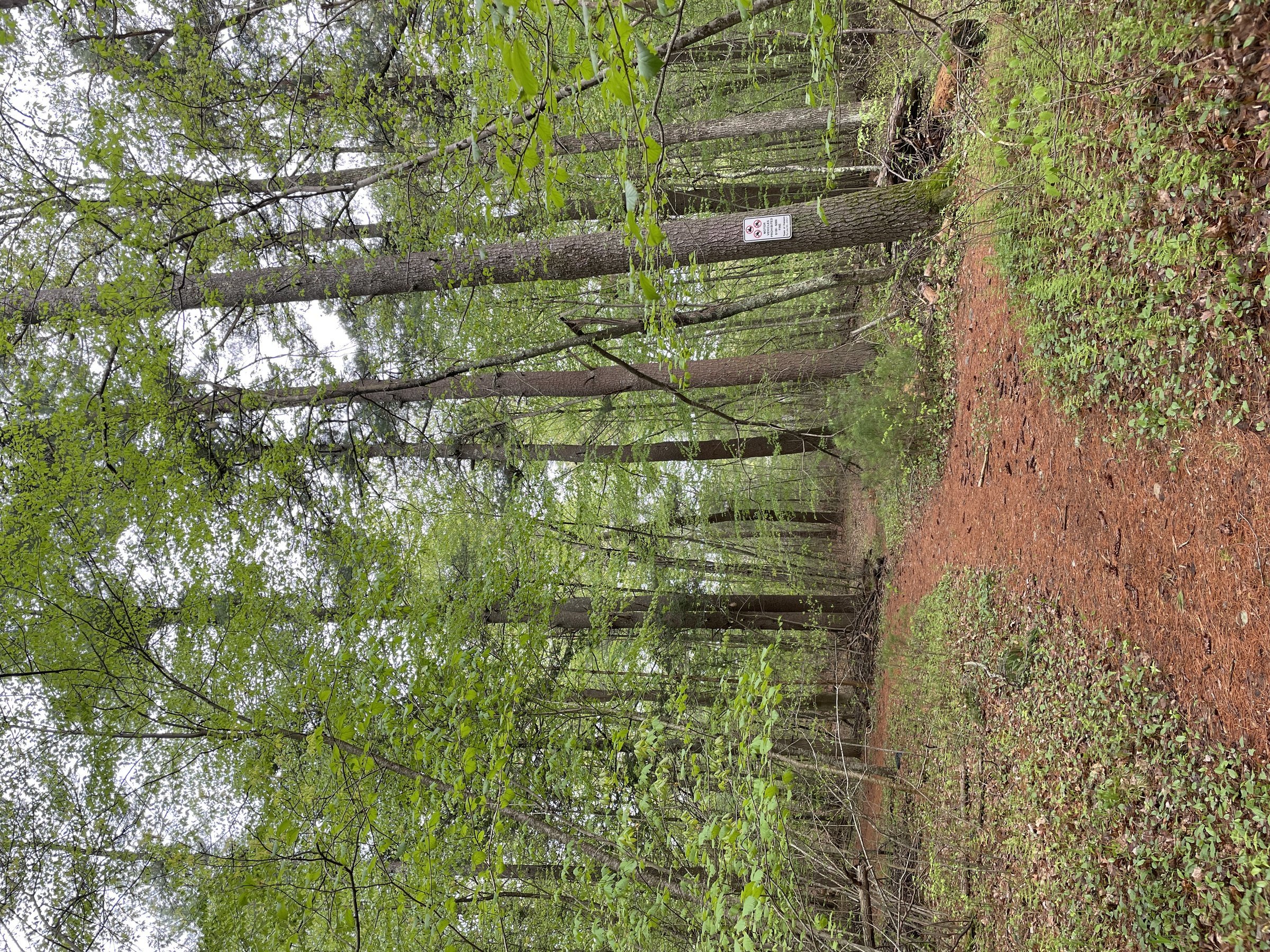 Webster-Billings Conservation Area