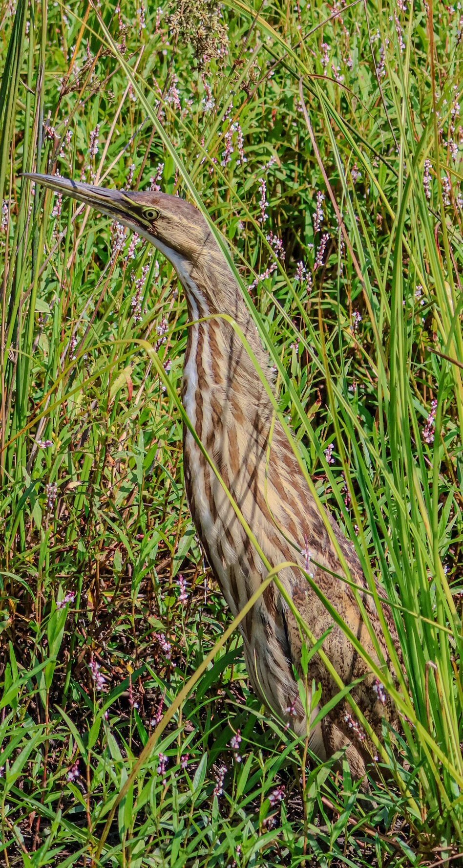 American Bittern