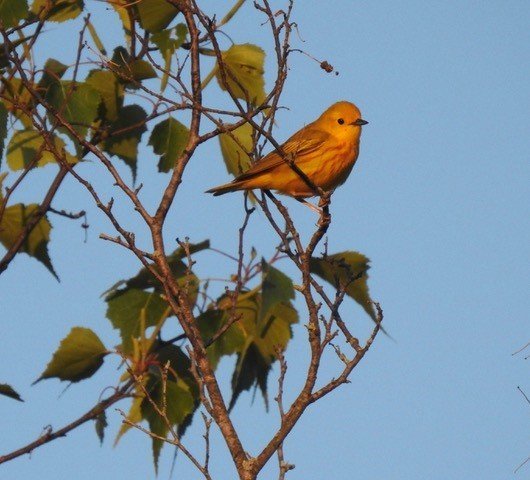 Yellow Warbler at Sunset