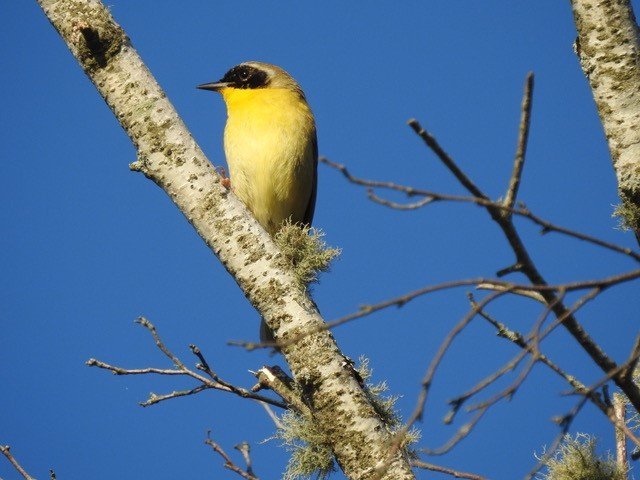 Common Yellowthroat