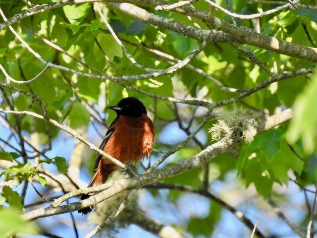 Orchard Oriole