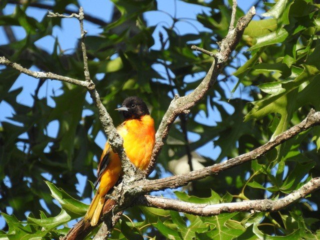 Baltimore Oriole