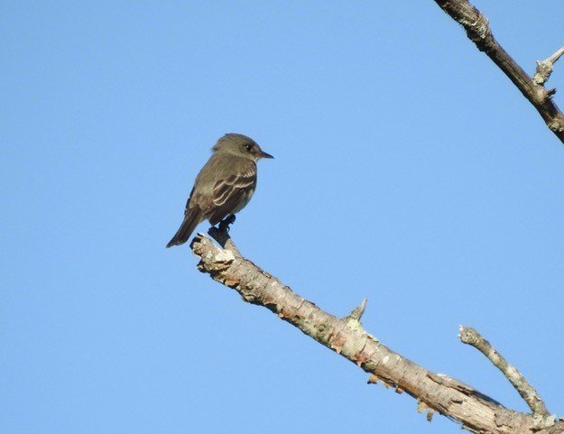 Eastern Wood-Pewee