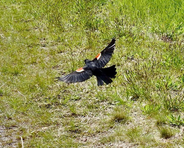 Red Wing Blackbird