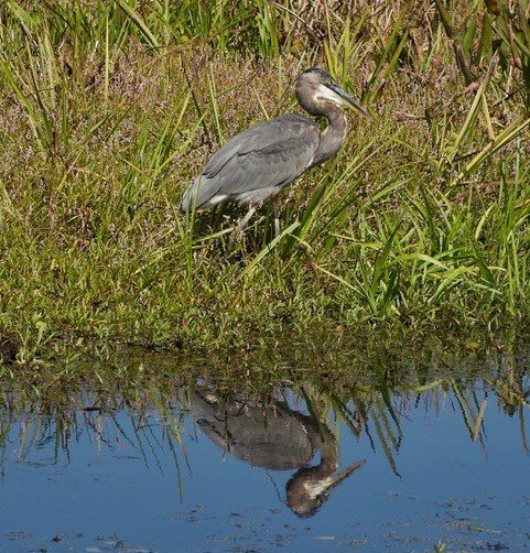 Great Blue Heron with Reflection
