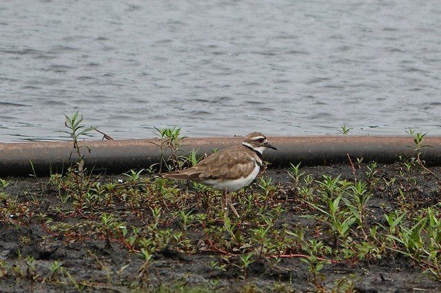 Killdeer