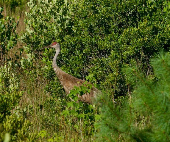 Adult Sandhill Crane