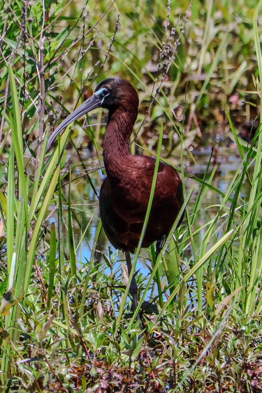 Glossy Ibis