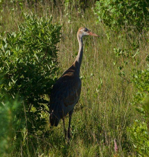Juvenile Sandhill Crane