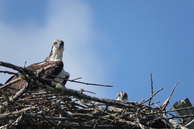 Adult and Juvenile Osprey
