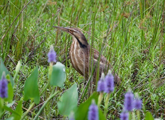 Bittern