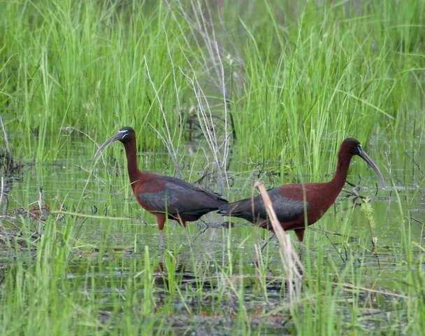 Glossy Ibis, Rare Occurrence
