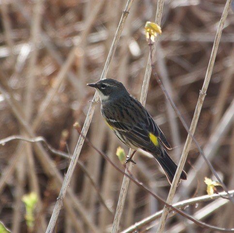 Yellow-rumped Warbler