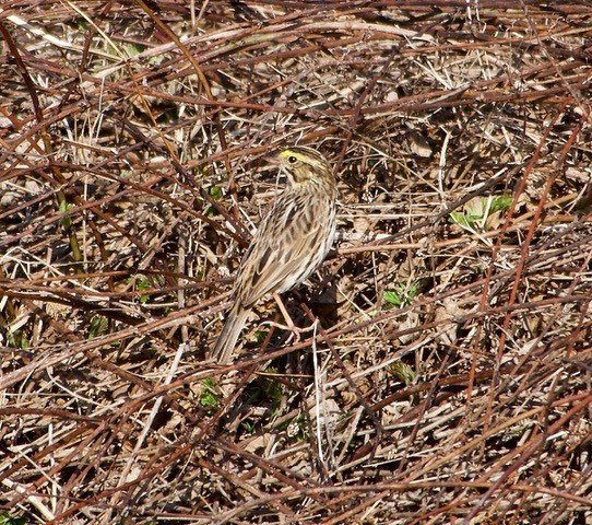 Savannah Sparrow