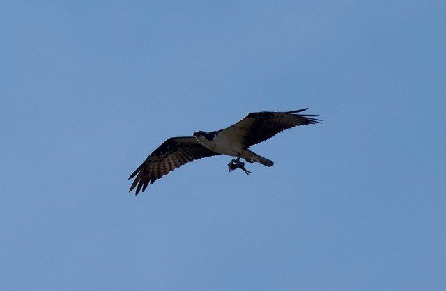 Osprey Bringing in Dinner