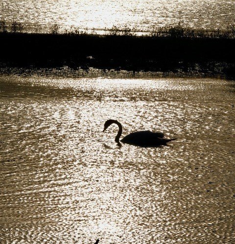 Swan at Sunset