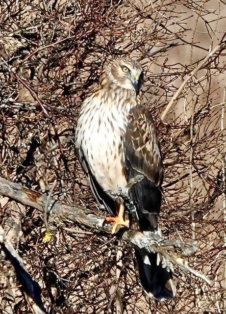 Northern Harrier
