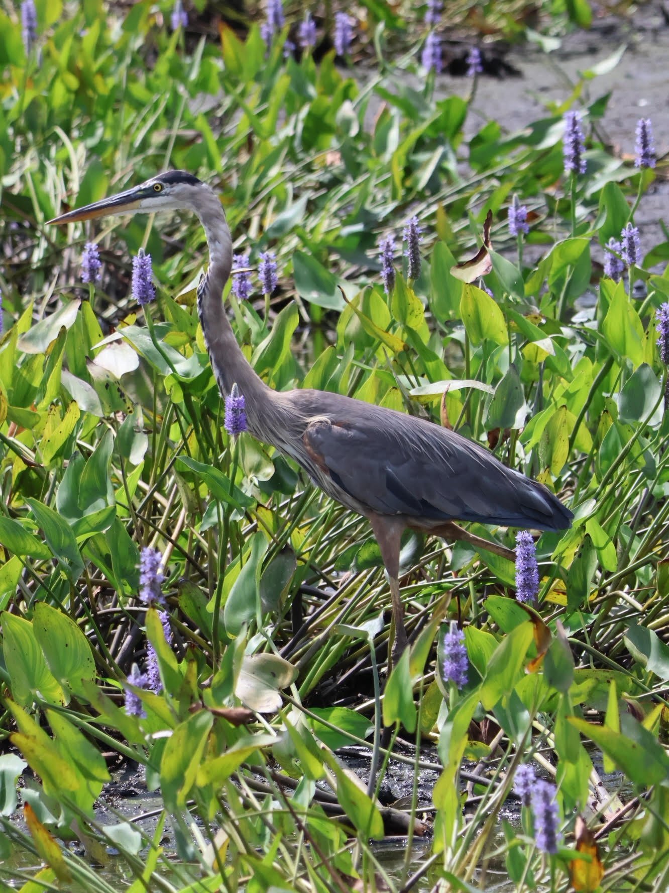 Great Blue Heron