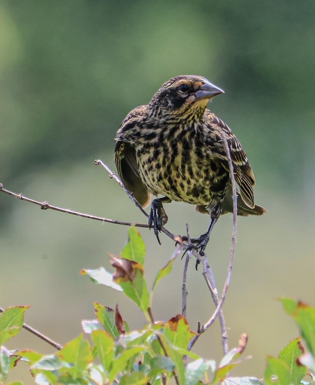 Female Red-Winged Blackbird