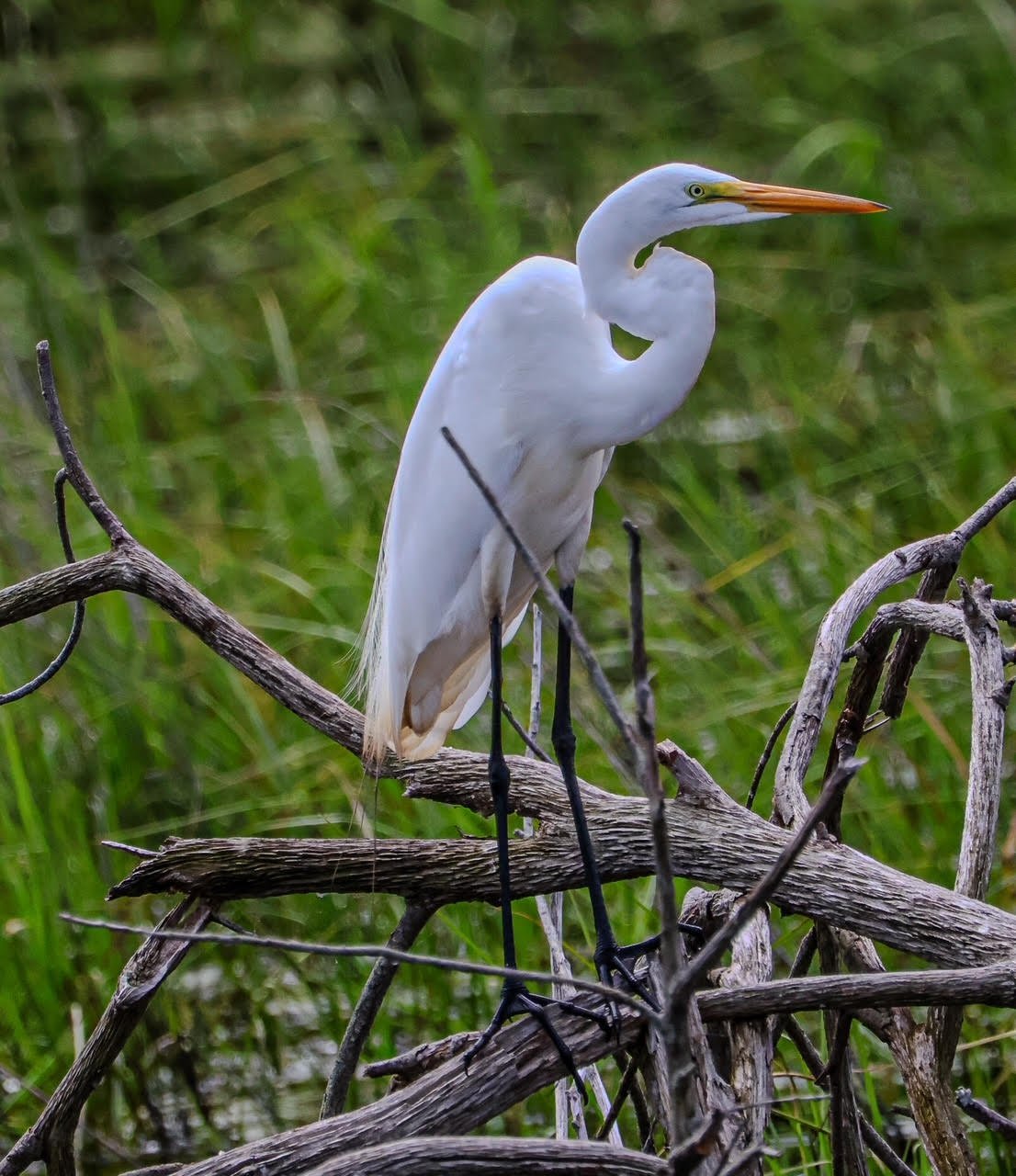 Great Egret