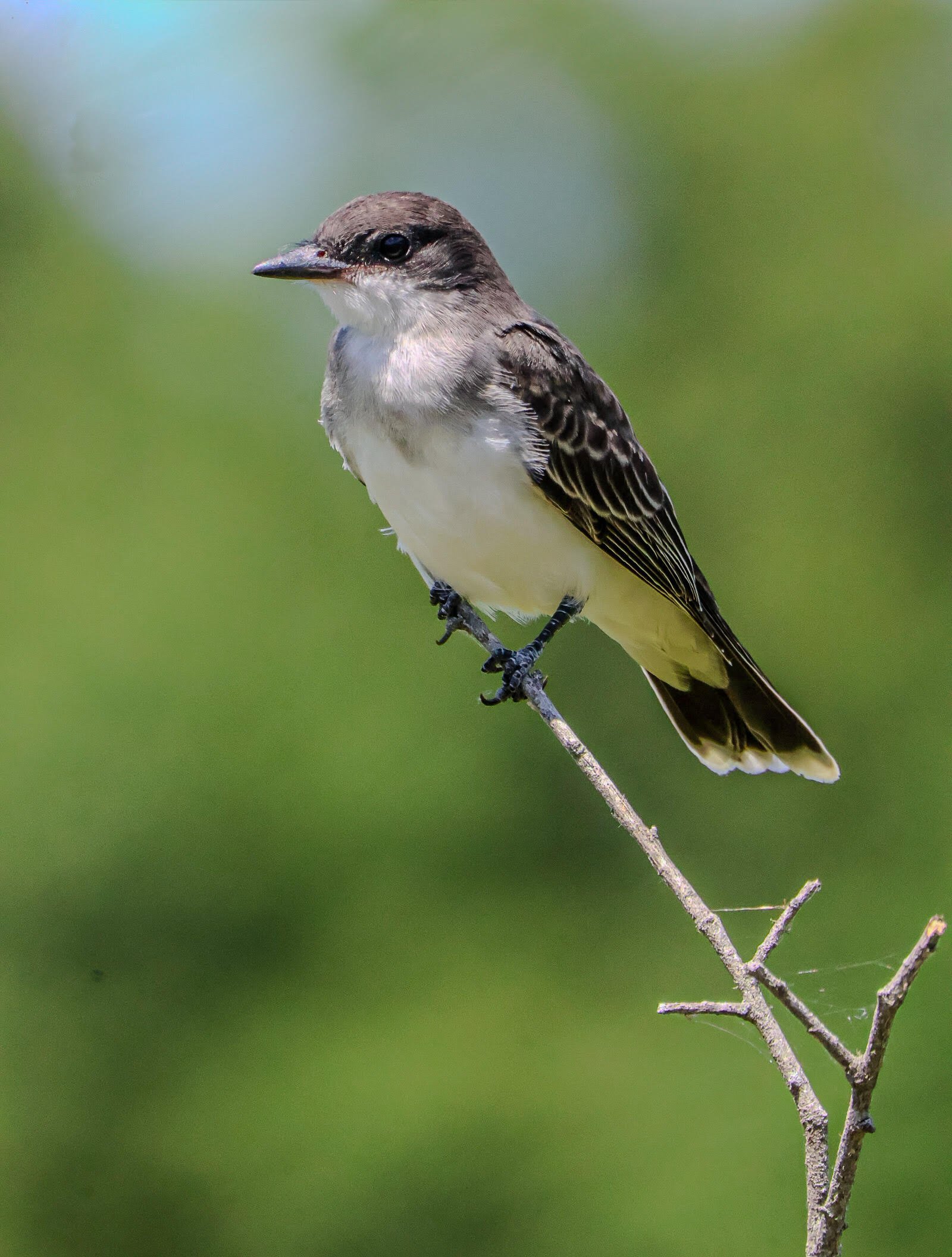 Eastern Kingbird