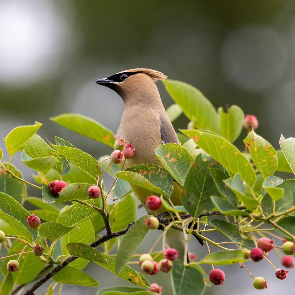 Waxwing