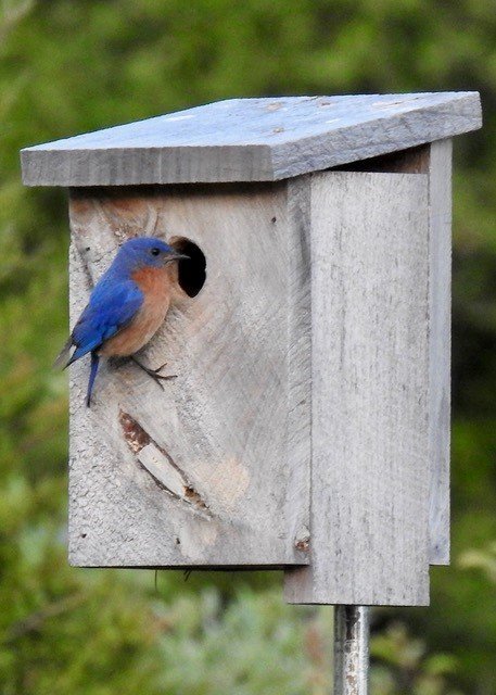 Eastern Blue Bird