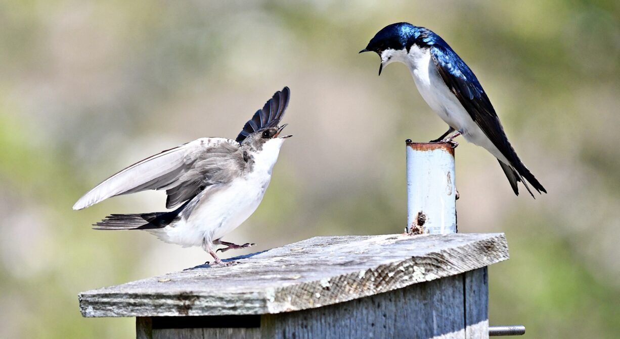 Best Trails for Birdwatchers